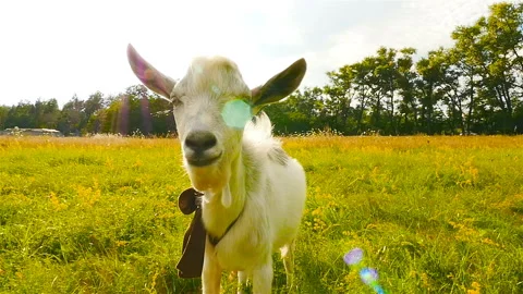 Close-up of a goat. Beautiful rays of the sun. Slow motion Stock Footage 96330788