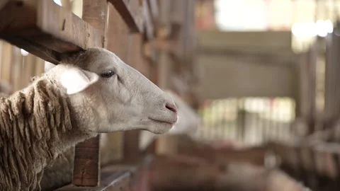 Close up of a goat in the cage Stock Footage 263698062