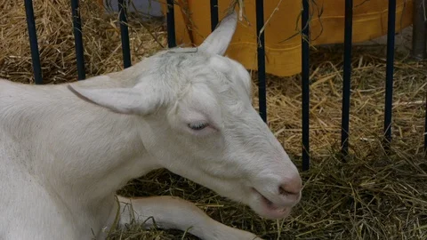 Close Up of Goat Chewing Stock Footage 92757728