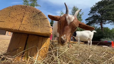 A close-up of a goat eating dry grass or hay on a farm. The animal chews th.. Stock Footage 345834491