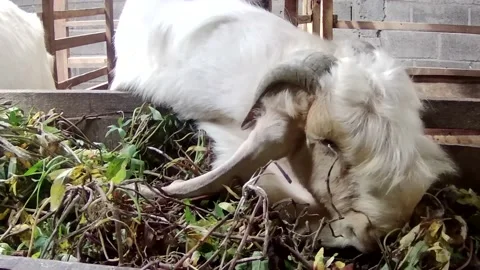 Close up goat eating Stock Footage 167797985
