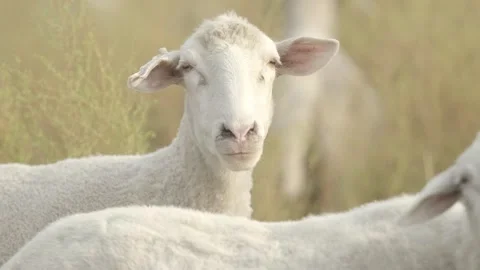 Close-up of a goat eating Stock Footage 259131506