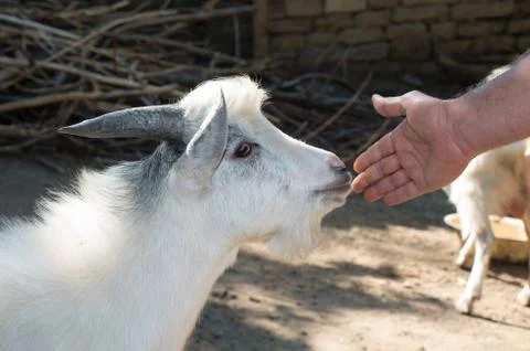 Close up of goat at the farm Stock Photos