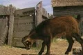 Close up of goat Footage