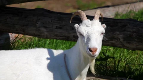 Close up of goat Stock Footage 90854809