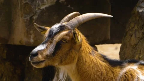 Close up of goat Stock Footage 143200541