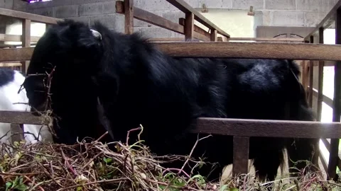 Close up goat Stock Footage 167798241