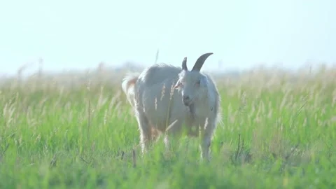 Close-up of a goat Stock-Footage 258189444