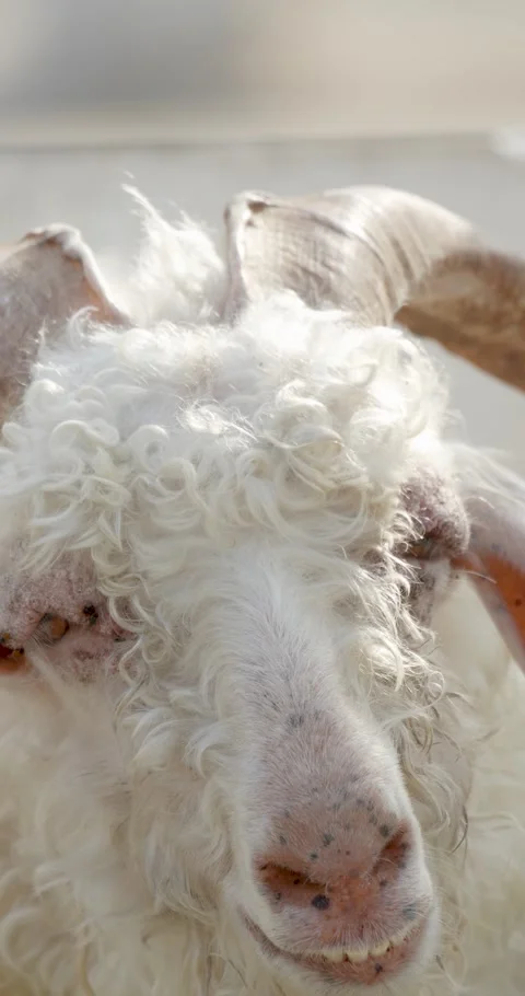 Close up of a goat head. The Angora or Ankara goat. Stock Footage 279640718