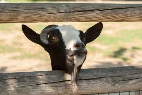 Close up of Goat head Stockfoto's