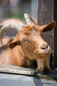 Close up of goat head Stock Photos