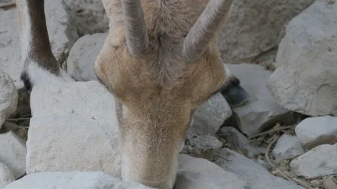 Close-up on goat head trying to find food Stock Footage 124030215