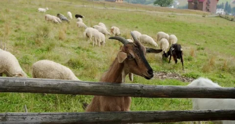 Close up. Goat with his head out through wooden fences Video stock 140056934