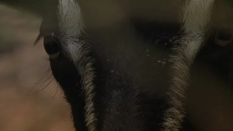 Close up of goat looking into the camera in a forest - farm animal - HD 库存影片 139013808