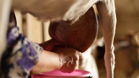 Close-up goat milking. Stock Footage 129079025