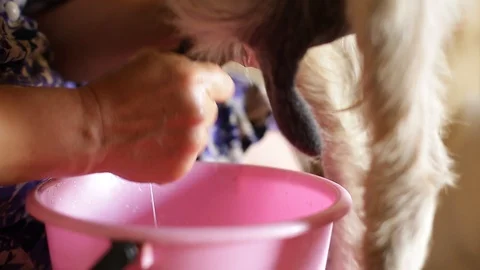 Close-up goat milking. Stock Footage 129080583