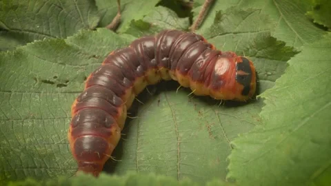 Close-up of the goat moth larva (Cossus cossus) in its natural habitat. 스톡 동영상 316080540
