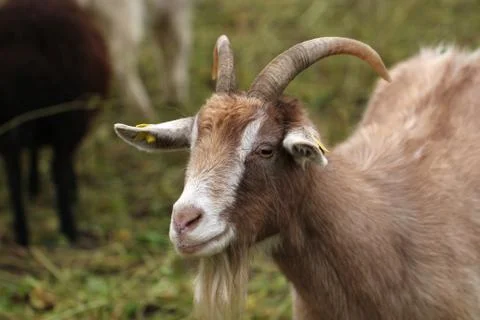 Close up of a goat Foto stock