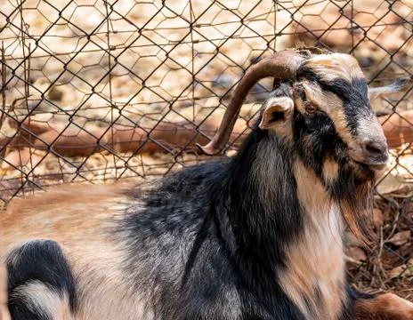 Close Up Of A Goat Stock Photos