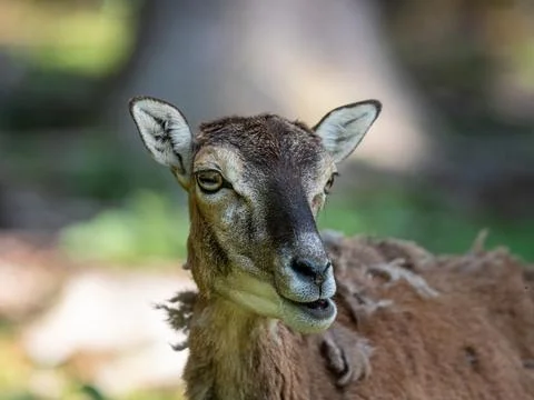 Close up of a goat Stock Photos