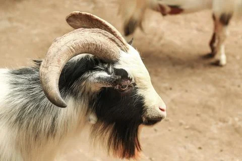 A close-up of a goat Stock Photos