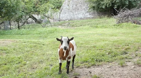 Close up goat stop and look at you Vídeo Stock 66775286