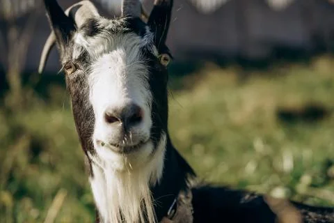 Close Up Goats Curious Face in Sunlit Meadow Stock Photos