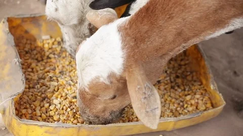 Close-up of goats eating corn in a yellow can cut in half Stock Footage 201163993