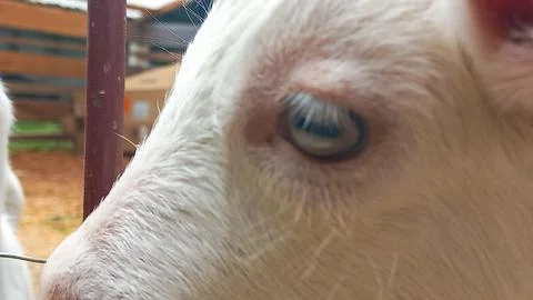 Close-Up of a Goat's Eye Stock Photos