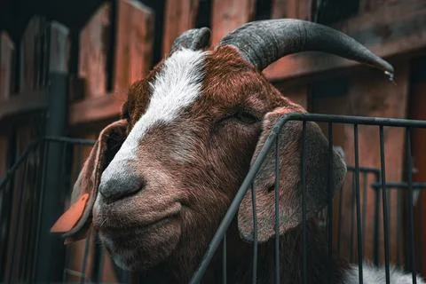 Close-up of a goat's face Foto stock