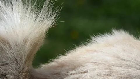 Close-up of a goat's tail feathers Video stock 238504408