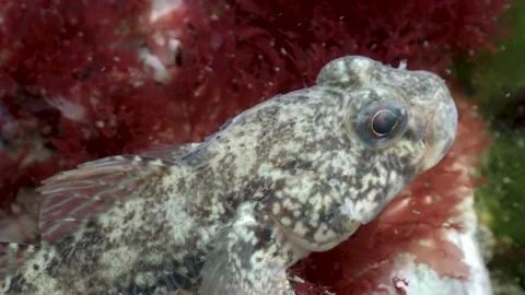 Close-up Gobiid Fish hiding in Red Seaweed, Gills, Underwater, 4k Stock Footage 231602773