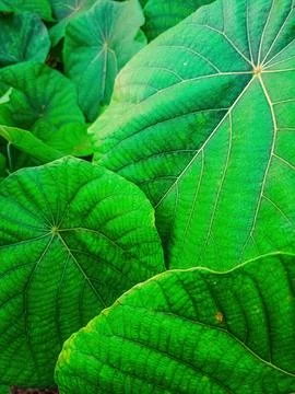 Close up of Goeppertia orbifolia leaf with bold veins and round shape. Perf.. Foto stock