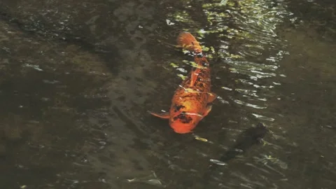 Close up gold carp in shallow clear water Stock Footage 332318350
