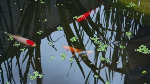 Close up on Gold Fish in pond Stock Footage 160762666