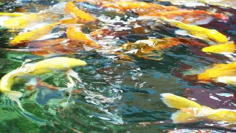 Close up gold fish in water2 Stock Footage 108218026