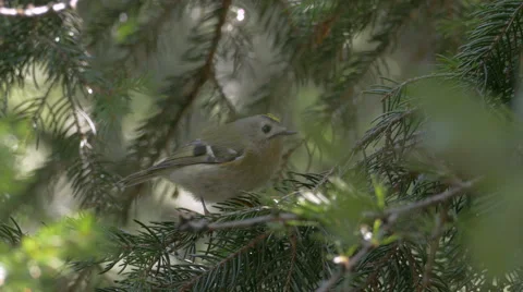 Close-up Goldcrest (Regulus regulus) flying away. Video stock 66948185