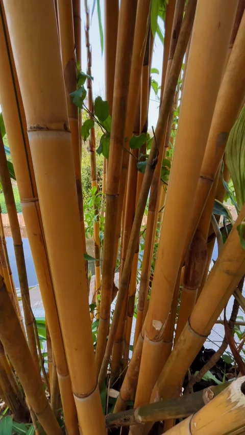 Close-Up of Golden Bamboo Stems Growing in a Tropical Garden Stock Footage 346717702