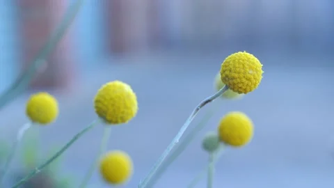 CLOSE UP Of A Golden Billy Button Flower In A Garden 스톡 동영상 166356585