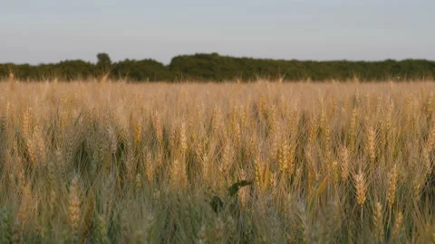 Close up Golden Cereal Fields in 4K Resolution Created with Video Slider Video stock 229119281