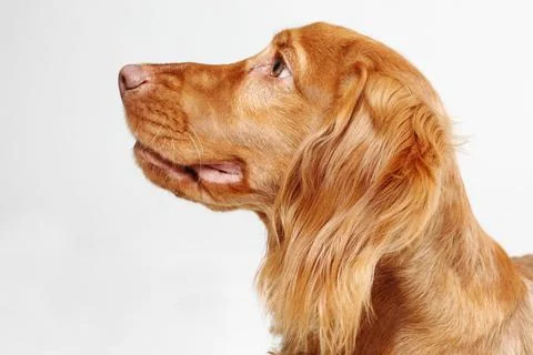 Close-up of a Golden Cocker spaniel Stock Photos