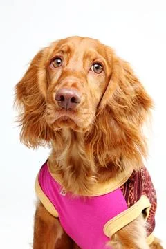 Close-up of a Golden Cocker spaniel Stock Photos