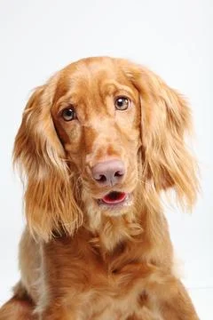 Close-up of a Golden Cocker spaniel Stock Photos