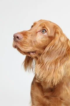 Close-up of a Golden Cocker spaniel with soft, wavy fur and a gentle expression Stock Photos
