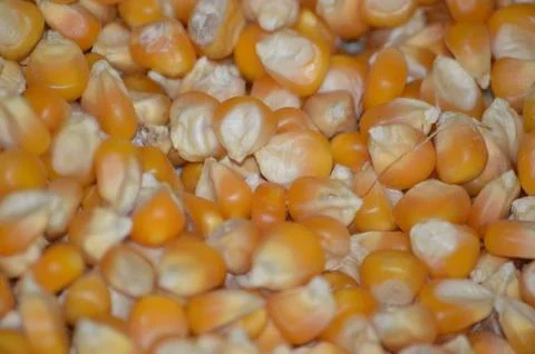 Close-Up of Golden Corn Kernels Piled Together in Abundant Display Stock Photos