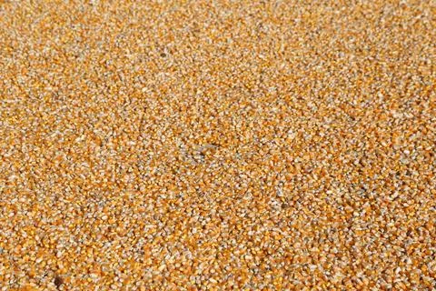 Close-up of golden corn kernels spread out to dry Stockfoto's