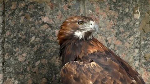 Close up of a golden eagle, erne or war eagle, the biggest eagle of the world Stock Footage 43677301
