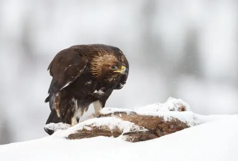 Close up of a Golden Eagle in the falling snow Stock Photos