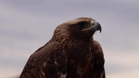 Close Up of Golden Eagle with Feathers Ruffled by Wind on Mongolian Steppe Stockbeeldmateriaal 348047230