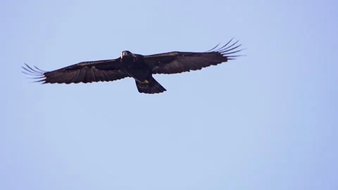 Close up of a Golden Eagle flapping its wings in slow motion Stock Footage 327025176